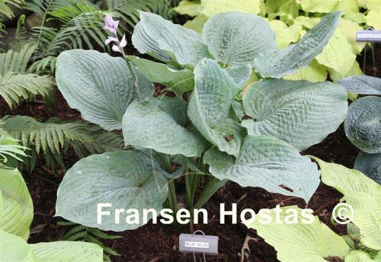 Hosta Blue Talon